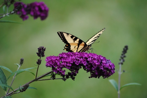 Butterfly Bush