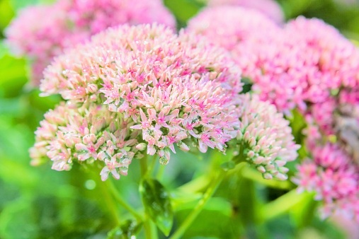 Showy Sedum