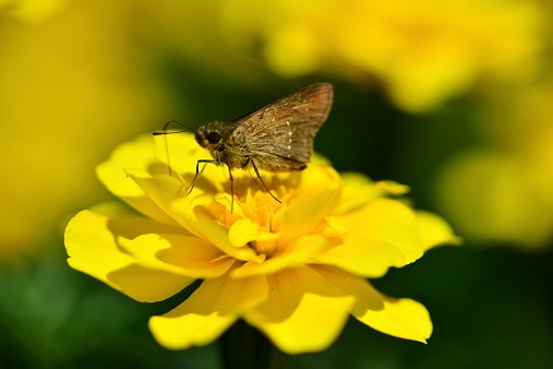 Tagetes Flower