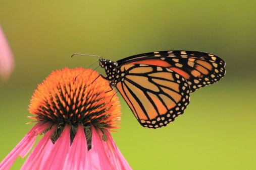 Purple Coneflower