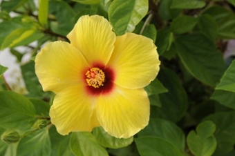 Chinese Hibiscus