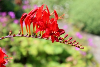 Crocosmia