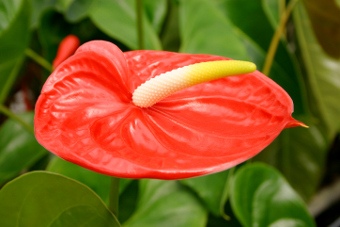 Anthurium