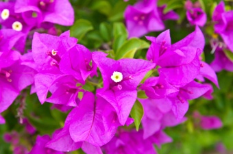 Bougainvillea