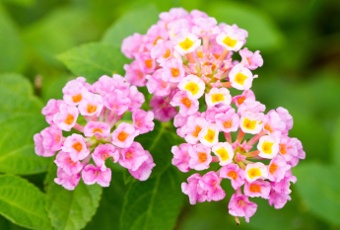 Lantana Camara