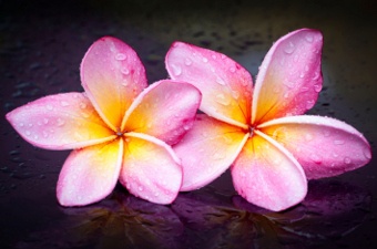 Plumeria Flower