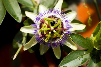 Passion Flower