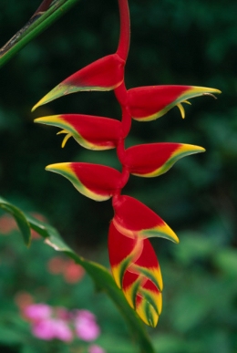 Beaked Heliconia