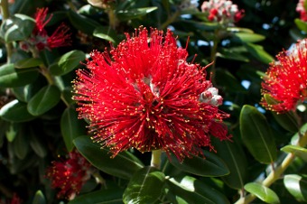 Pohutukawa