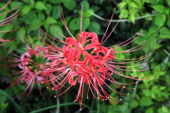 Spider lily