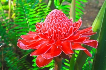 Torch Ginger