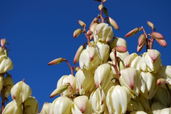 Yucca