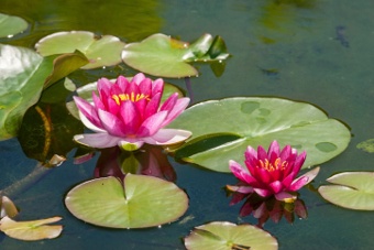 Water Lily