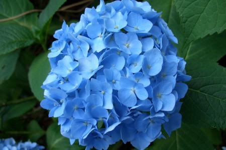 Beautiful Hydrangea Flower