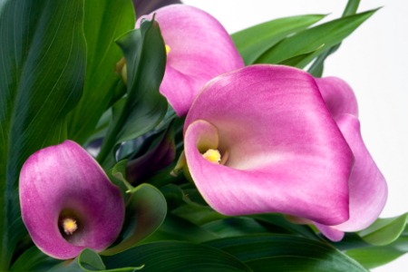 Purple Calla Lilies