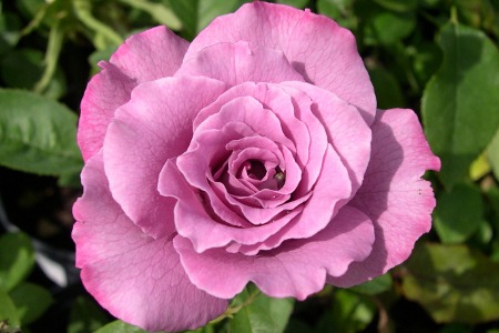 Lavender Rose Flower