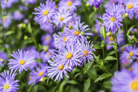 Beautiful Purple Aster Flowers