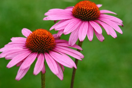 Beautiful Coneflowers