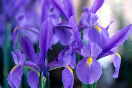 Purple Iris Flowers