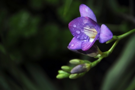 Purple Freesia Flower