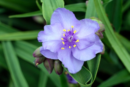 Purple Spiderwort Flower