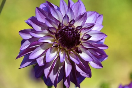 Purple Dahlia Flower