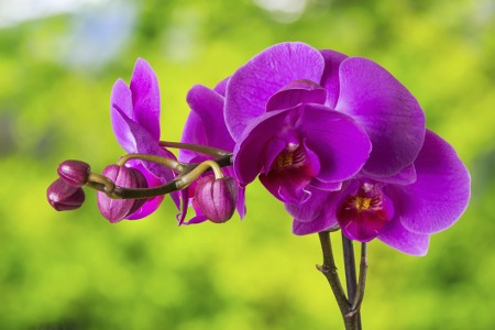 Purple Orchid Flower