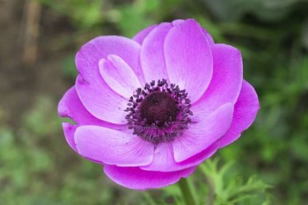 Purple Anemone Flower
