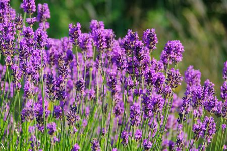 Lavender Flowers