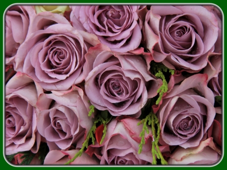 Bouquet of Purple Roses