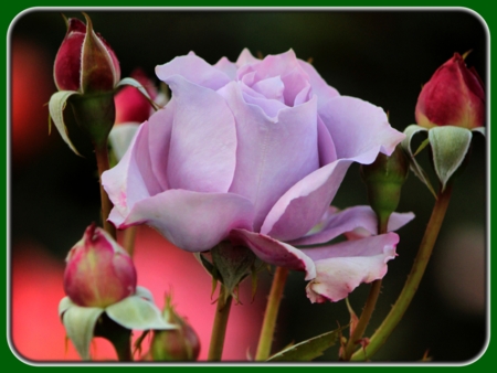 Single Lilac Rose with Buds