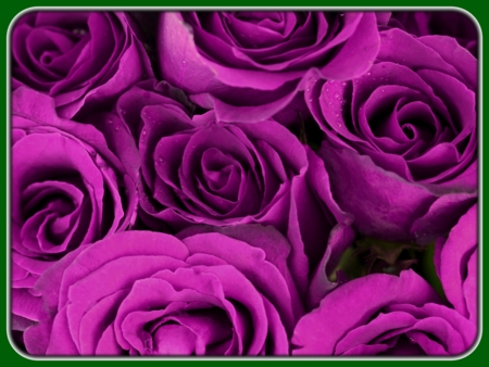 Bunch of Purple Roses