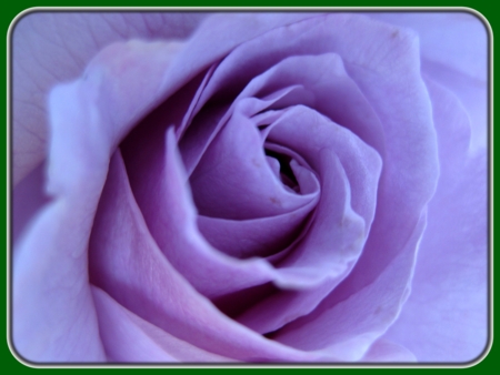 Closeup of Lavender Rose