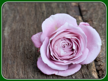 Closeup of Purple Rose