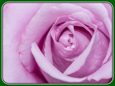 Purple Rose Closeup