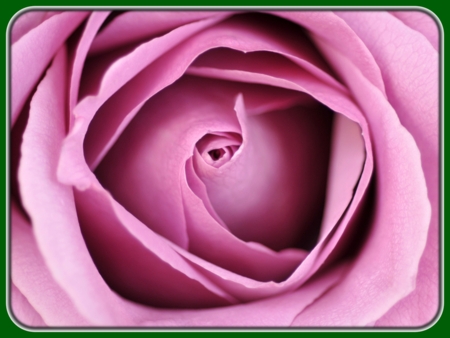 Single Lilac Rose