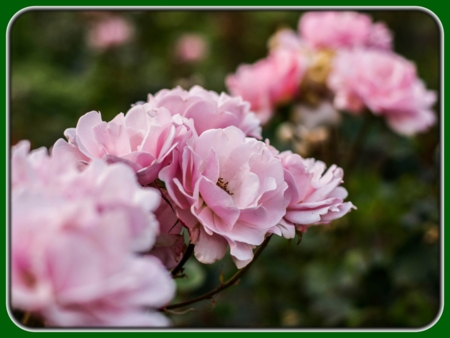 Purple Bunch of Roses