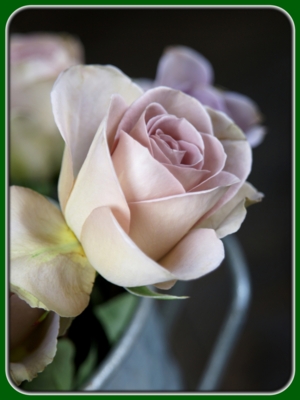 Single Lavender Rose