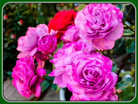 Purple Roses in Pot