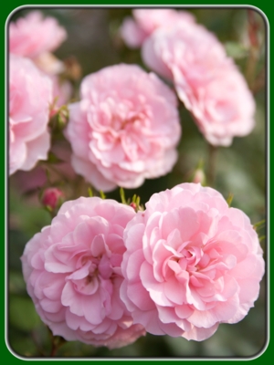 Bloomed Pink Roses in Garden