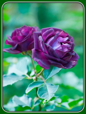 Two Midnight Blue-Purple Roses