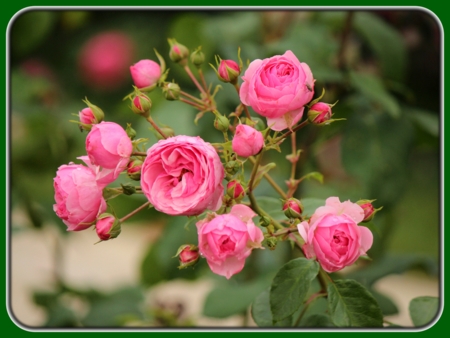 Blooming Pink Roses with Buds
