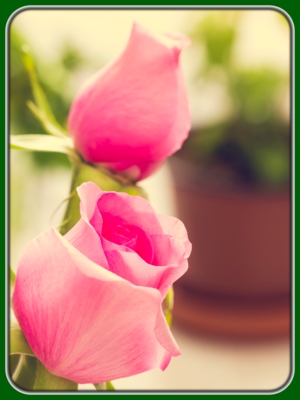 Blooming Pink Rose Buds
