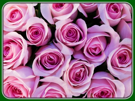 Bouquet of Pink Roses Closeup