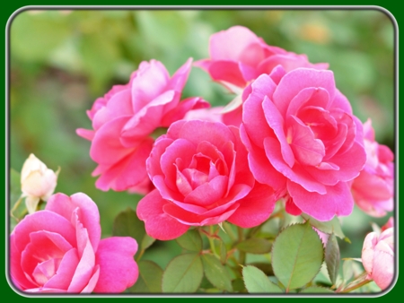 Blooming Pink Roses in Garden