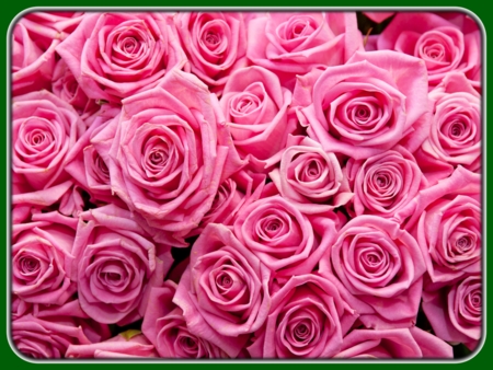 Bunch of Pink Roses