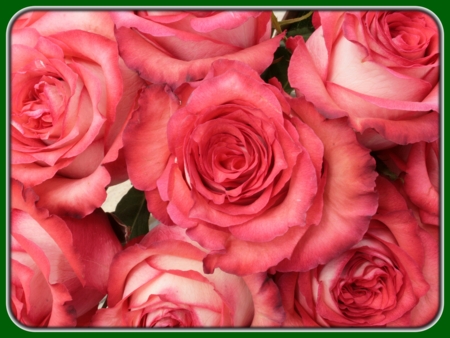 Bunch of Pink Roses Closeup