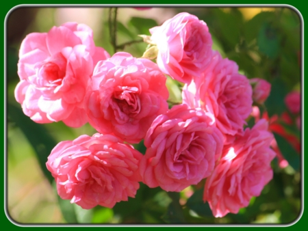 Bunch of Pink Roses at Sunrise