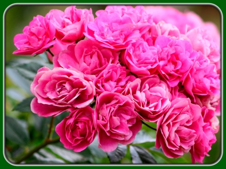 Bunch of Pink Roses in Garden