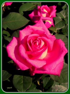 Pink Roses in Garden at Sunrise